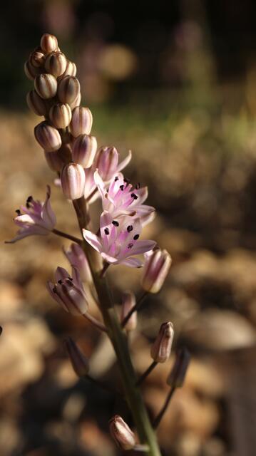 Prospero obtusifolium / ex Eivissa