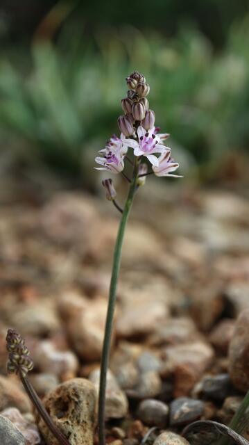 Prospero obtusifolium / ex Eivissa