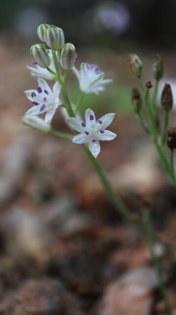 Prospero obtusifolium f. alba