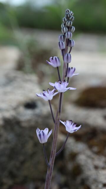 Prospero sp
