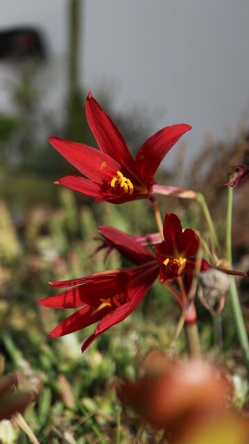 Rhodophiala bifida