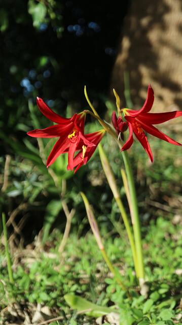 Rhodophiala bifida