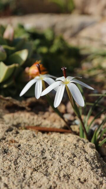Romulea albiflora
