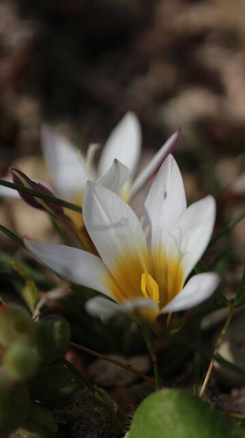 Romulea bulbocodium - early white