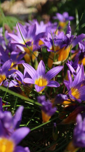 Romulea clusiana