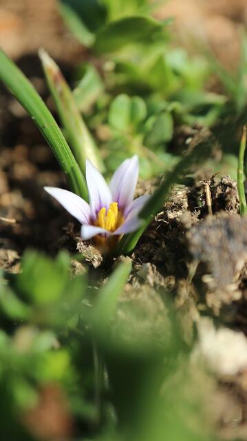 Romulea columnae