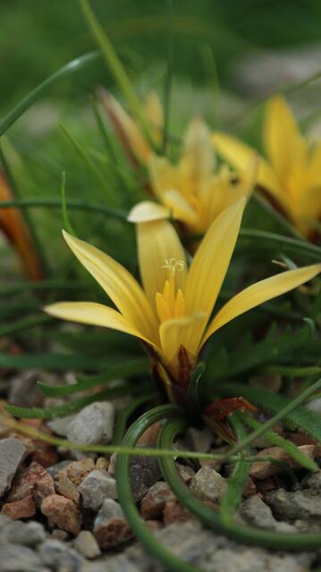 Romulea crocea