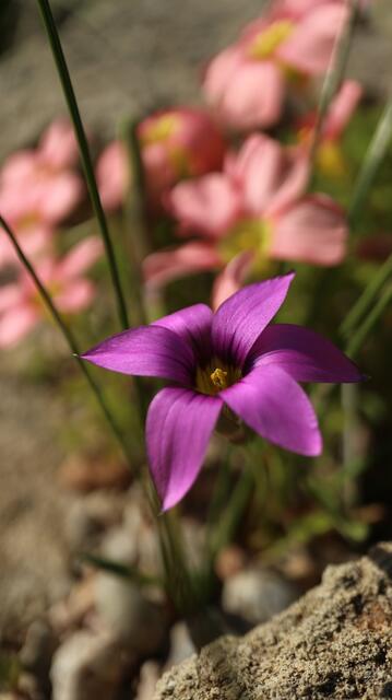Romulea cruciata
