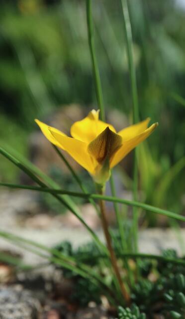 Romulea diversiformis