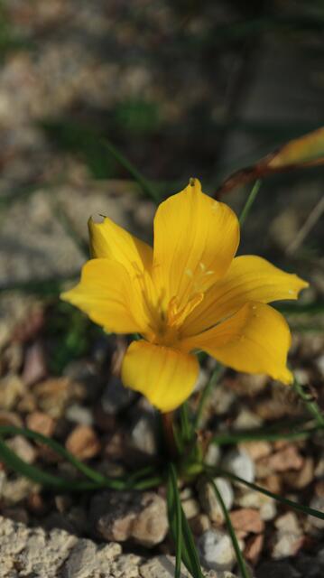 Romulea diversiformis
