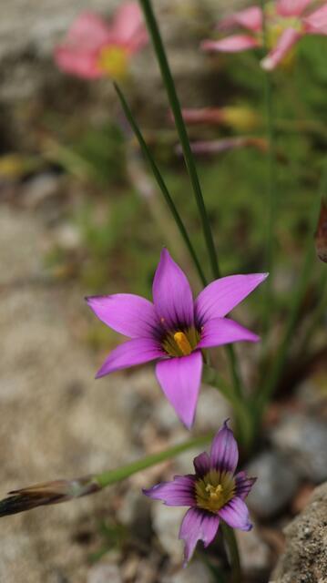 Romulea eximia