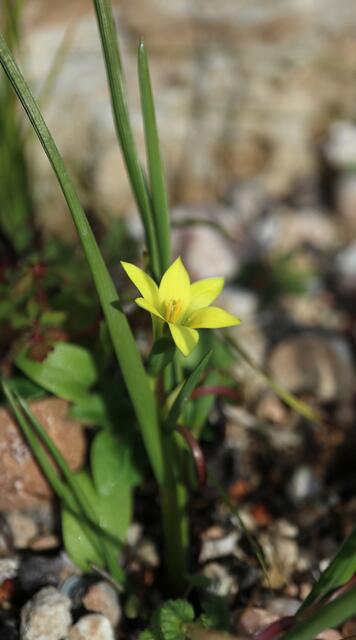 Romulea flava