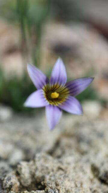 Romulea gigantea