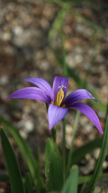 Romulea grandiscapa