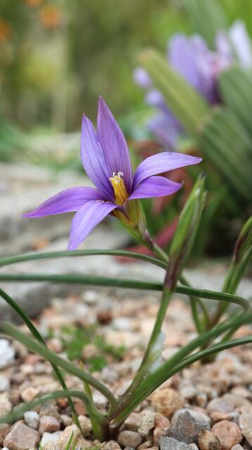 Romulea grandiscapa