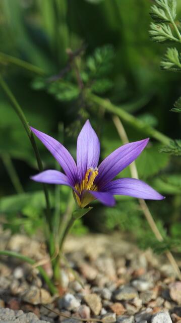 Romulea grandiscapa