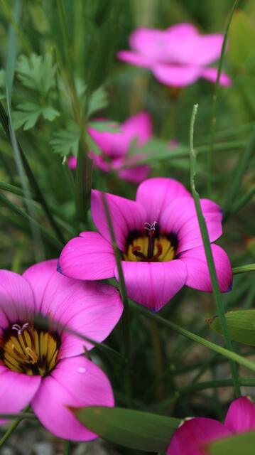Romulea komsbergensis