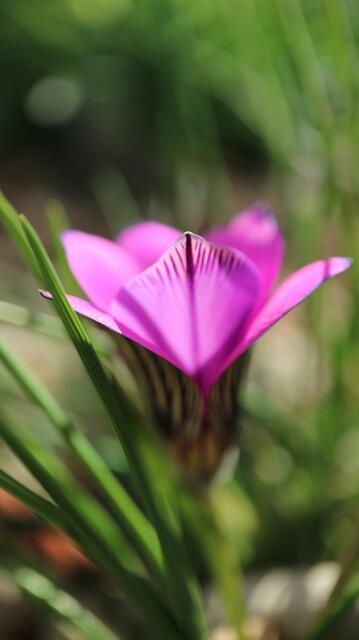 Romulea komsbergensis
