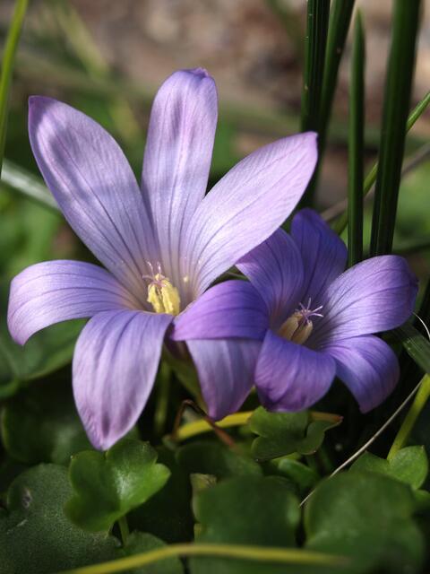 Romulea ligustica