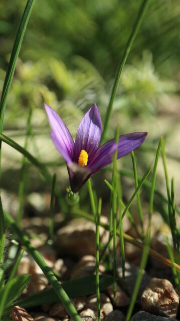 Romulea linaresii susbp. graeca