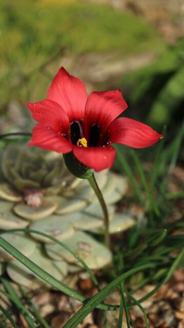 Romulea monadelpha
