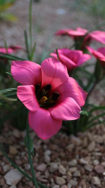 Romulea monadelpha