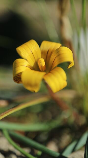 Romulea monticola