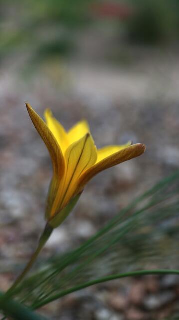 Romulea multisulcata