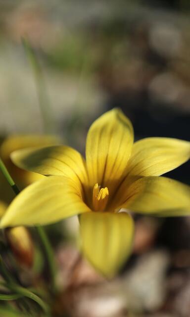Romulea multisulcata