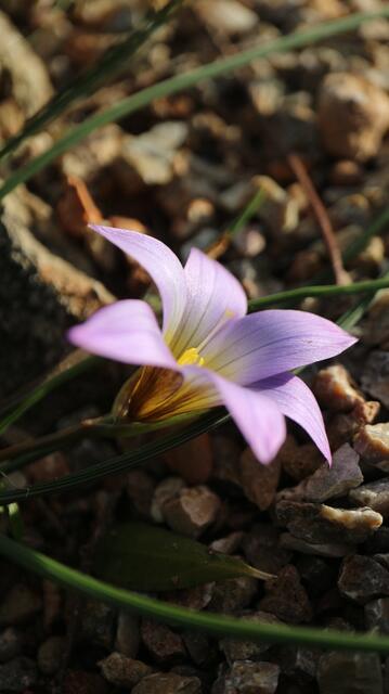 Romulea ramiflora