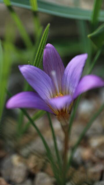 Romulea ramiflora / ex Cádiz
