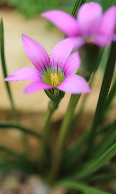 Romulea rosea