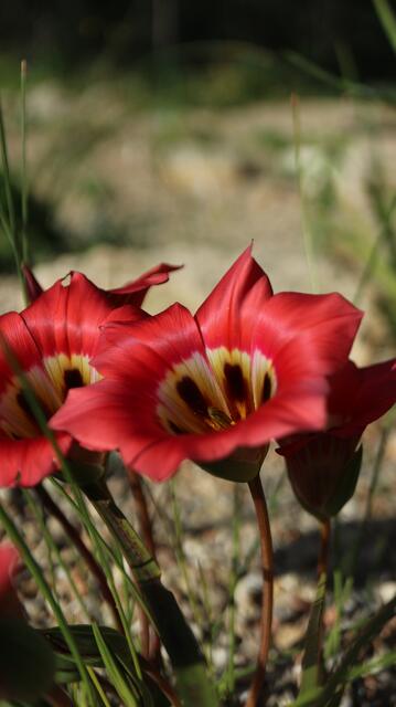 Romulea sabulosa