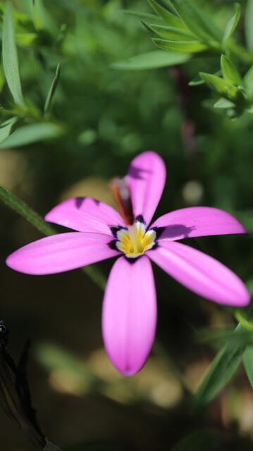 Romulea sirygondeiflora