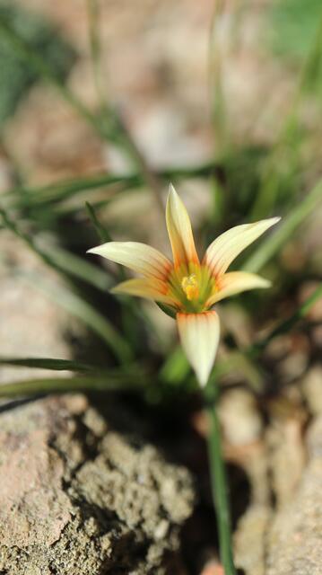 Romulea sp