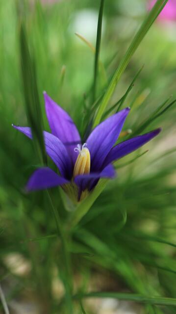 Romulea tempskyana