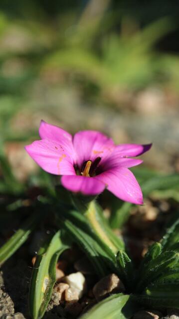 Romulea tetragona