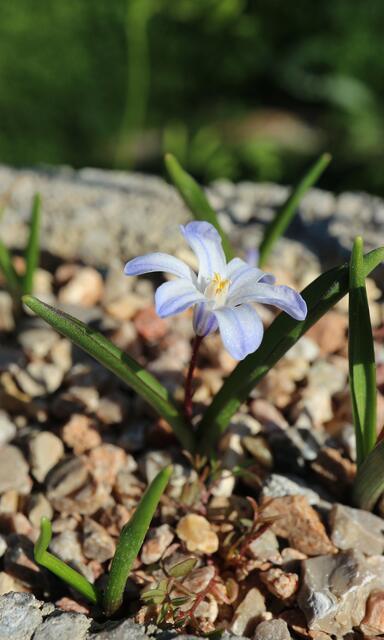 Scilla albescens
