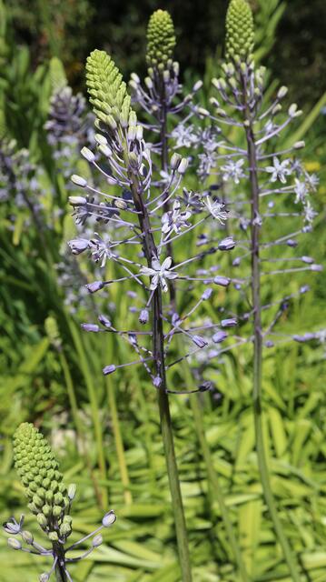 Scilla hyacinthoides