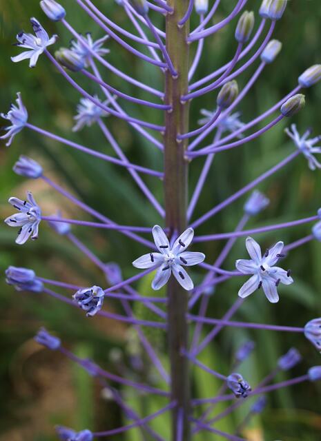Scilla hyacinthoides