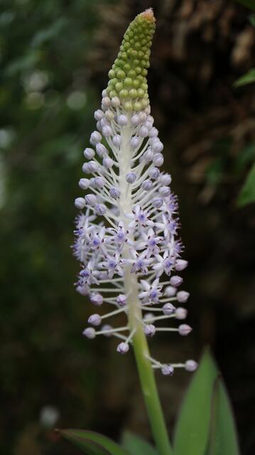 Scilla latifolia - syn: Autonoe latifolia