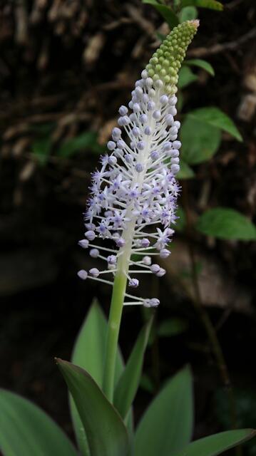 Scilla latifolia - syn: Autonoe latifolia