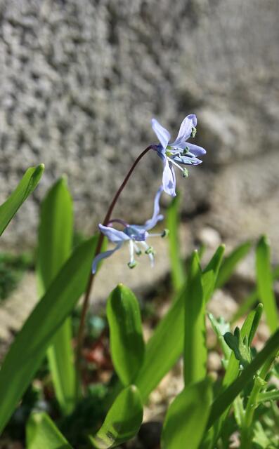 Scilla mesopotamica