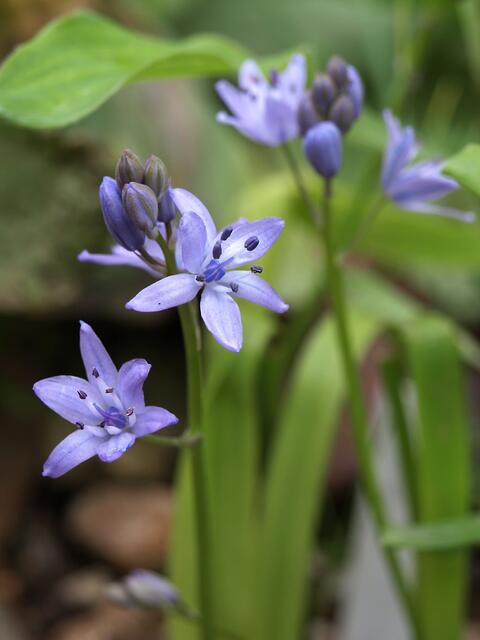Scilla monophylos
