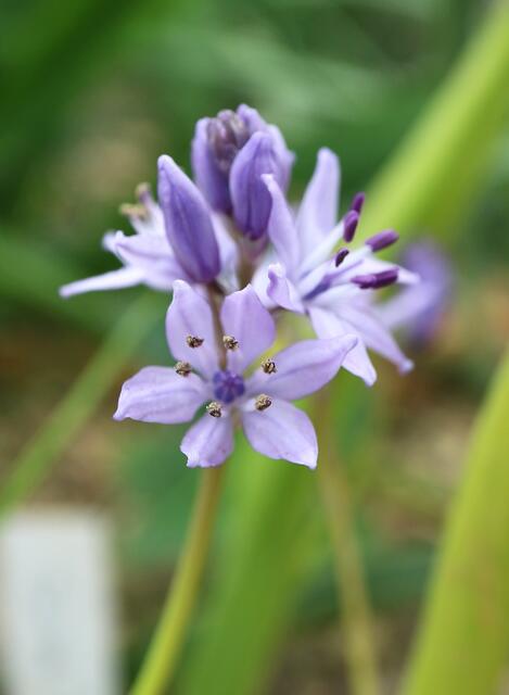 Scilla monophylos