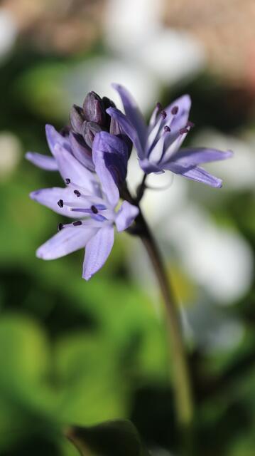 Scilla monophylos