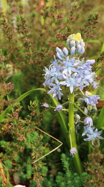 Scilla persica