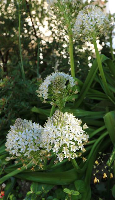 Scilla peruviana f. alba - syn: Oncostemma peruviana