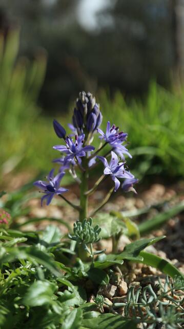 Scilla ramburei