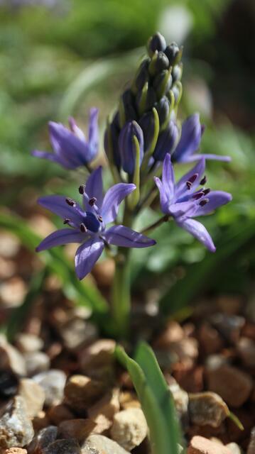 Scilla ramburei